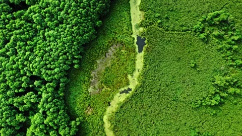 Green algae on river in spring. Aerial view of wildlife. Stock Footage 171311423