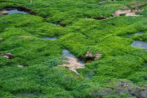 Green algae on the rocks at low tide, Phu Quoc, Vietnam Foto stock