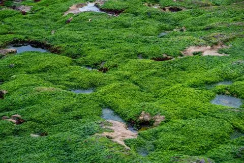 Green algae on the rocks at low tide. Seaweed in the sea. Foto stock