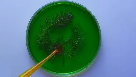 Green Algae Sample in Petri Dish with Visible Pipette Stock Photos