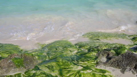 Green algae on the sand of beach in Kish island, Iran Stock Footage 155524625