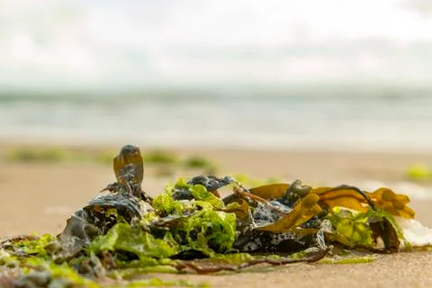 Green algae on the sandy beach with the Atlantic Ocean in the background Stock Photos