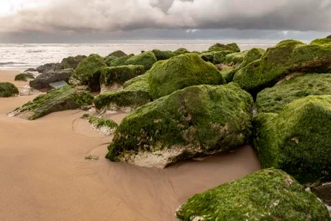 Green algae on the sandy beach with the Atlantic Ocean in the background Stock Photos