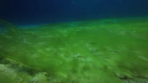 Green algae on a sandy bottom deep under... | Stock Video | Pond5