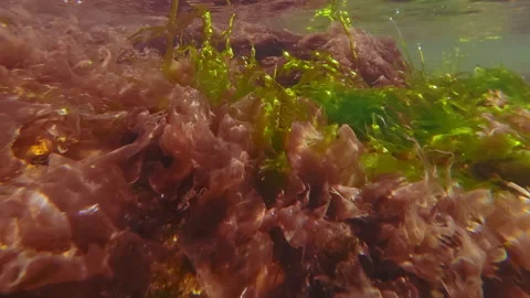 Green algae Sea Lettuce, Ulva intestinalis and Porphyra red seaweed swaying in c Stock Footage 332657721