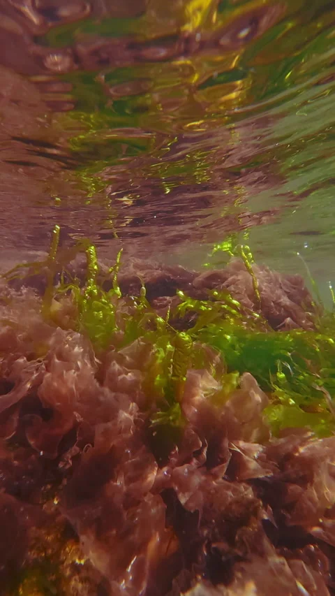 Green algae Sea Lettuce, Ulva intestinalis and Porphyra red seaweed swaying in Stock Footage 336002009