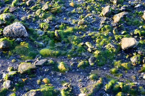 Green algae on seashore Stock Photos