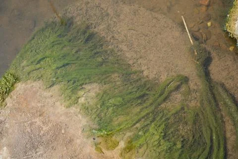 Green Algae On Shallow Riverbed, Farndon, Nottinghamshire, England. Stock Photos