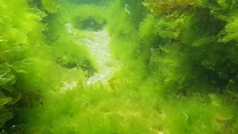 Green algae in shallow waters of the Mediterranean sea. Stock Footage 174058584