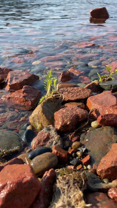 Green algae on the shore of an ecologically clean lake. Close-up view Stock Footage 157779328