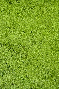 Green algae. The solid background. Stock Photos