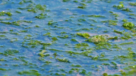 Green algae spread across the surface of shallow blue water. Video stock 307246422