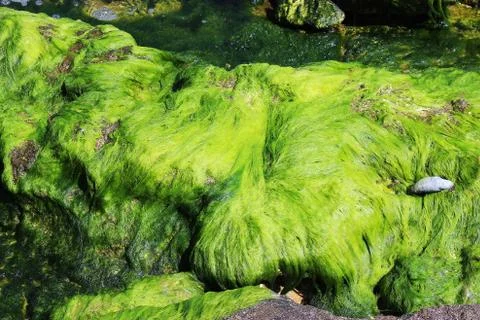 Green algae stone Stock Photos
