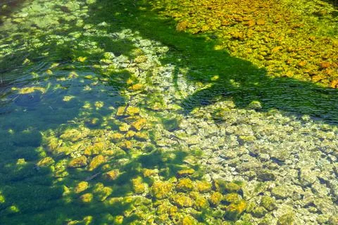 Green algae in the stream bed of a river as a result of environment pollution by Stock Photos
