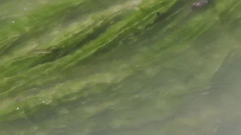 Green Algae in Stream Water in Spring (detail, pan) Video stock 74221591