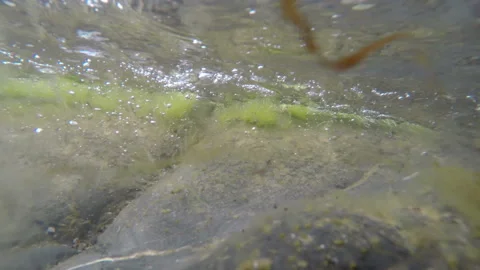 Green algae in streamlet Stock Footage 104754969