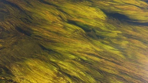 Green Algae strings waving in the river close up Stock Footage 111025135