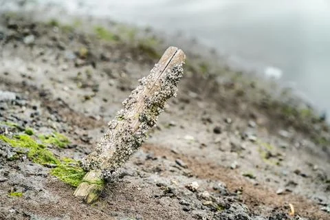 Green algae on a surface of the lake Stock Photos