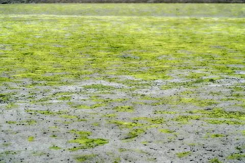 Green algae on a surface of the lake Stock Photos