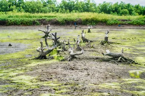 Green algae on a surface of the lake Stock Photos