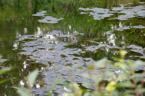 Green algae on a surface of the lake Stock Photos