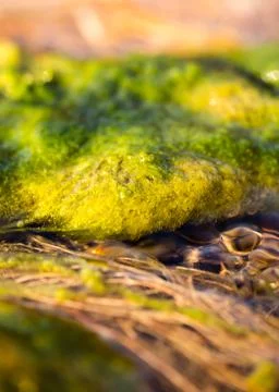 Green algae on the surface of the stream Foto stock