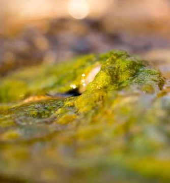 Green algae on the surface of the stream Stock Photos