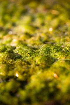 Green algae on the surface of the stream Stock Photos