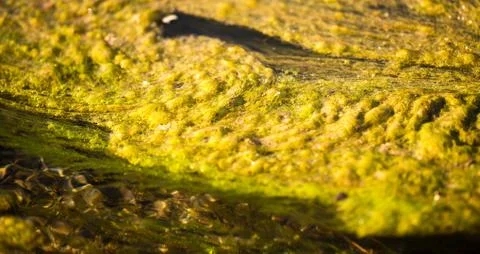 Green algae on the surface of the stream Stock Photos