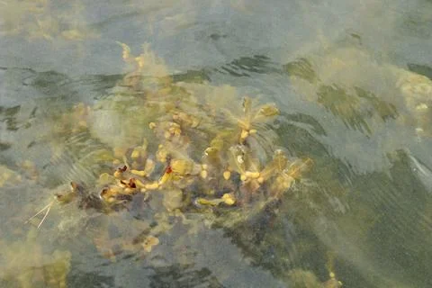 Green algae on the surface of the water in Baltic sea. Flowering water as b.. Stock Photos