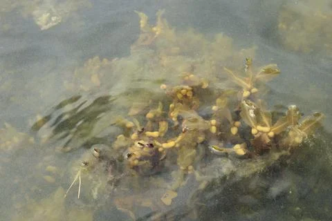 Green algae on the surface of the water in Baltic sea. Flowering water as b.. Stock Photos
