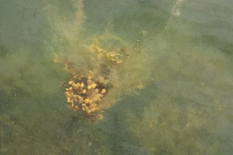 Green algae on the surface of the water in Baltic sea. Flowering water as b.. Stock Photos