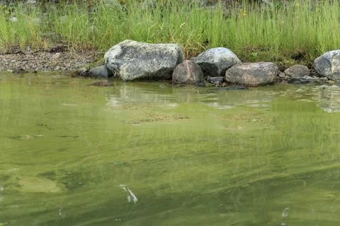 Green algae on the surface of the water in Baltic sea. Flowering water as bac Foto stock