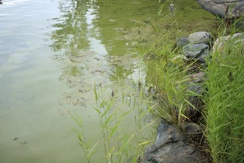 Green algae on the surface of the water in Baltic sea. Flowering water as bac Stock Photos