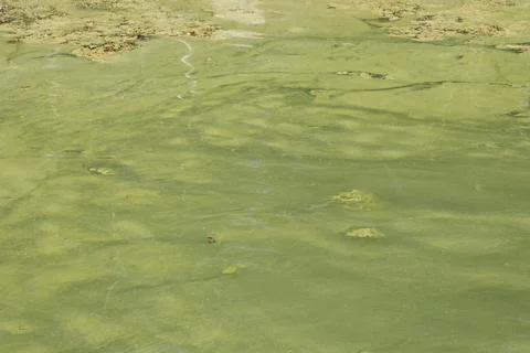 Green algae on the surface of the water in Baltic sea. Flowering water as bac 스톡 사진