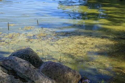 Green algae on the surface of the water in Baltic sea. Flowering water as b.. Foto stock