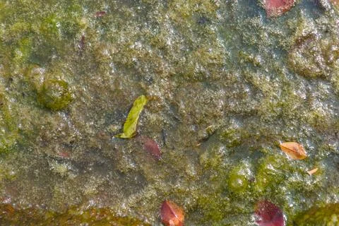 Green algae on the surface of the water Close up Background Stock Photos
