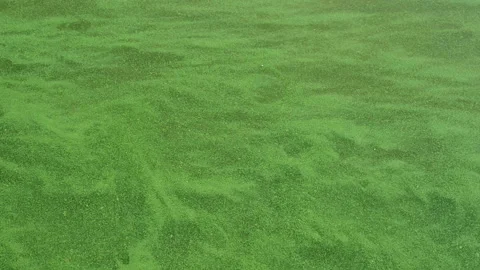 Green algae on the surface of the water. Stock Footage 138757999
