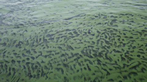 Green algae on the surface of the water. Stock-Footage 157265709