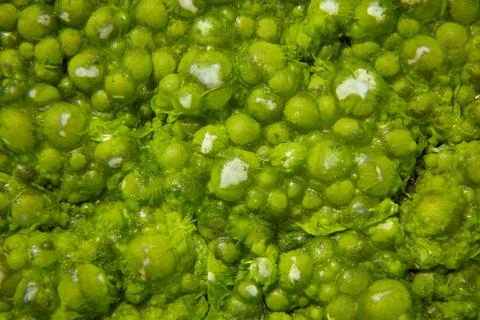 Green algae on the surface of the water Stock Photos