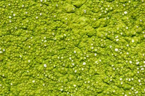 Green algae on the surface of the water Foto stock