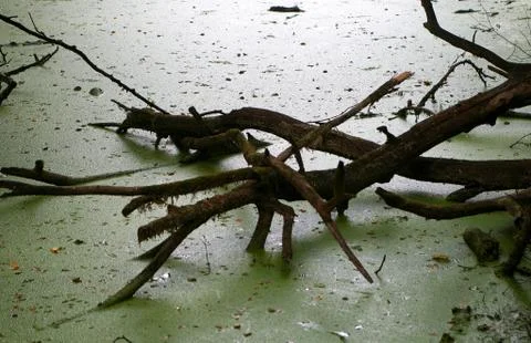 Green algae swamp Stock Photos