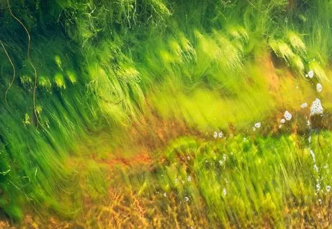 Green algae texture Stock Illustration