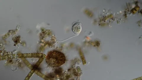 Green algae thread with growth of diatoms and bellfish 库存影片 340834103