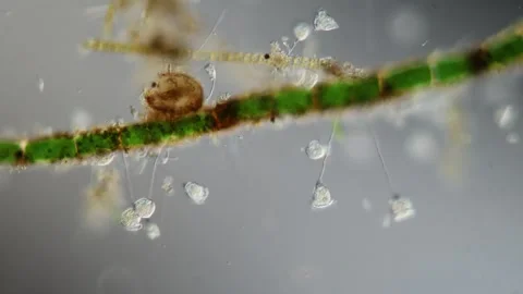 Green algae thread with growth of diatoms and bellfish 库存影片 340893783