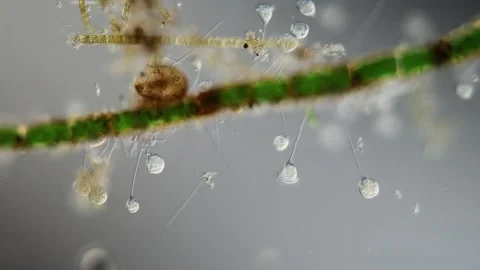 Green algae thread with growth of diatoms and bellfish 库存影片 340893784