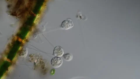 Green algae thread with growth of diatoms and bellfish 库存影片 340894078