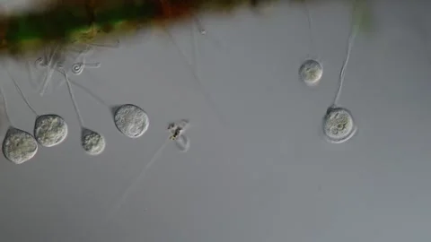 Green algae thread with growth of diatoms and bellfish 库存影片 340894085