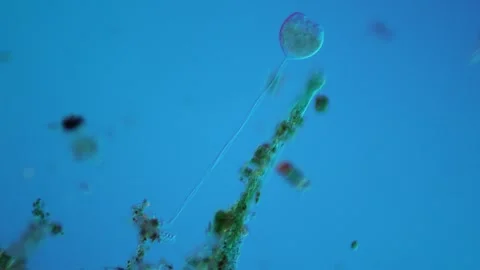 Green algae thread with growth of diatoms and bellfish 库存影片 341962985