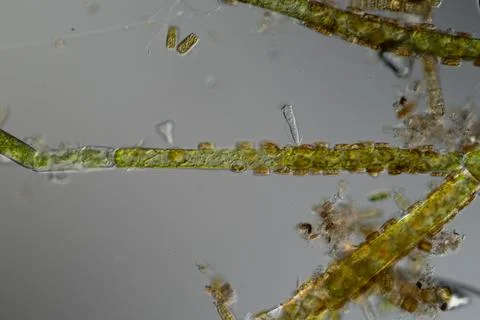 Green algae thread with growth of diatoms and bellfish Stock Photos